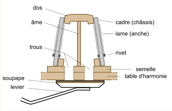 Coupe accordéon diatonique